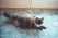 click for larger size